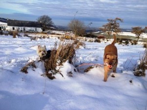 Hector & Lucy havng fun in the snow