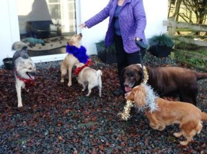 Tinsel Dogs
